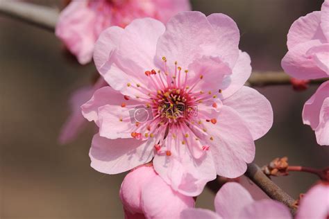 什麼是桃花|桃花：最浪漫的花卉